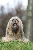 LHASSA APSO 270
